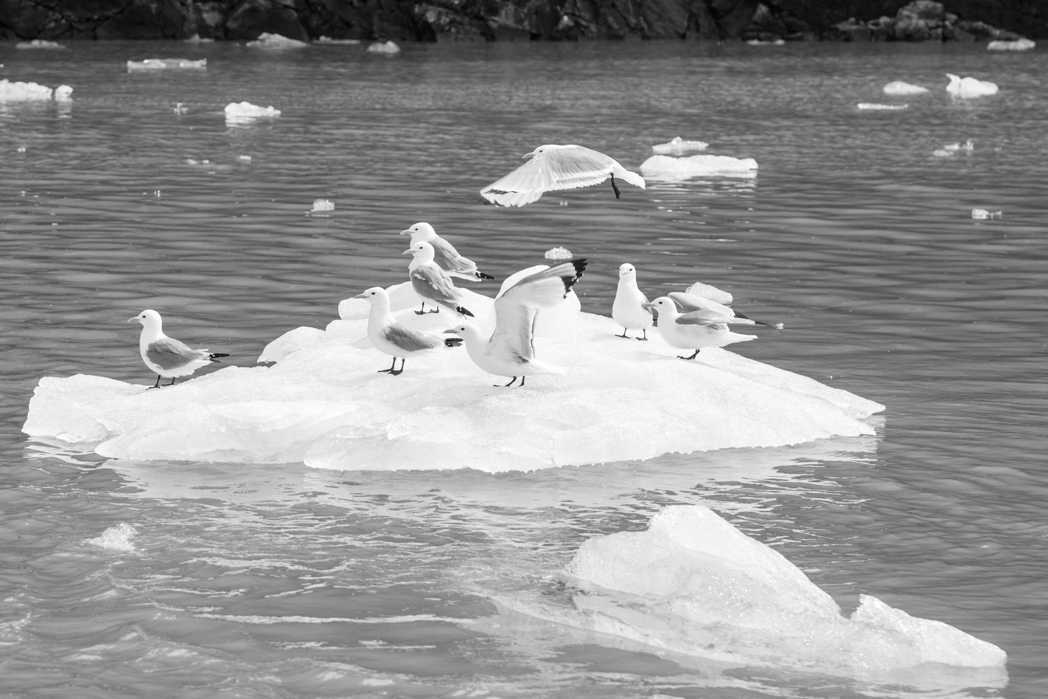 How to Spot Wildlife on an Alaska Cruise with Family - Glacier Bay in Alaska