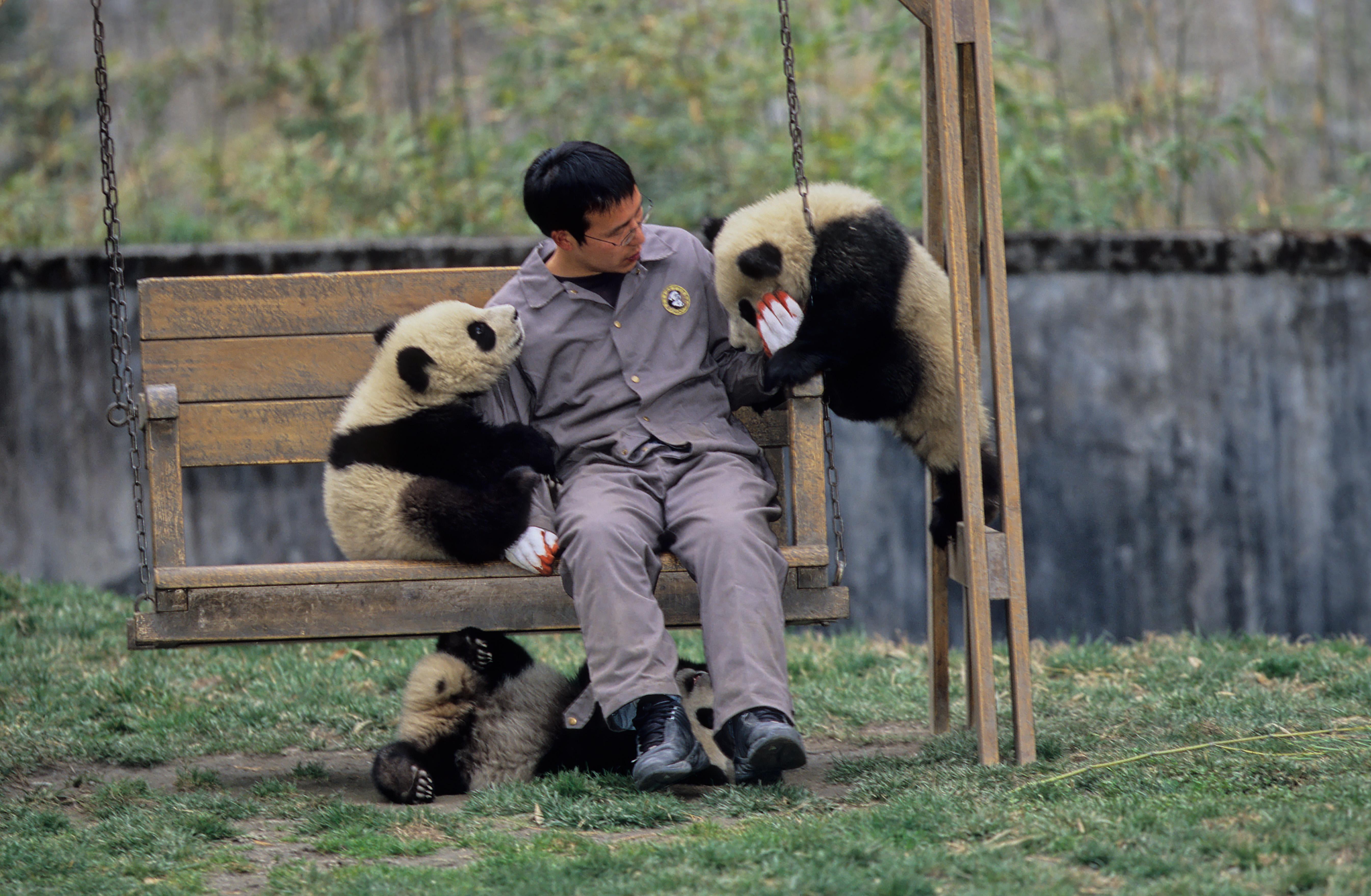 Baby Pandas