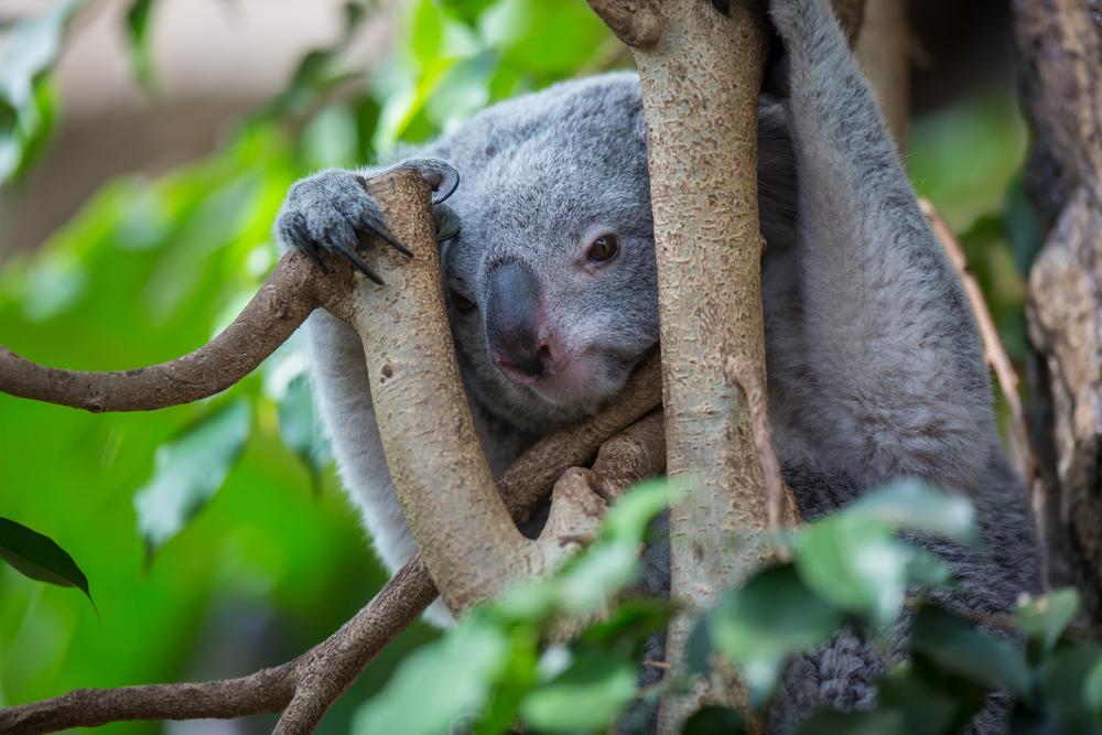 Family Friendly Things to Do in Australia