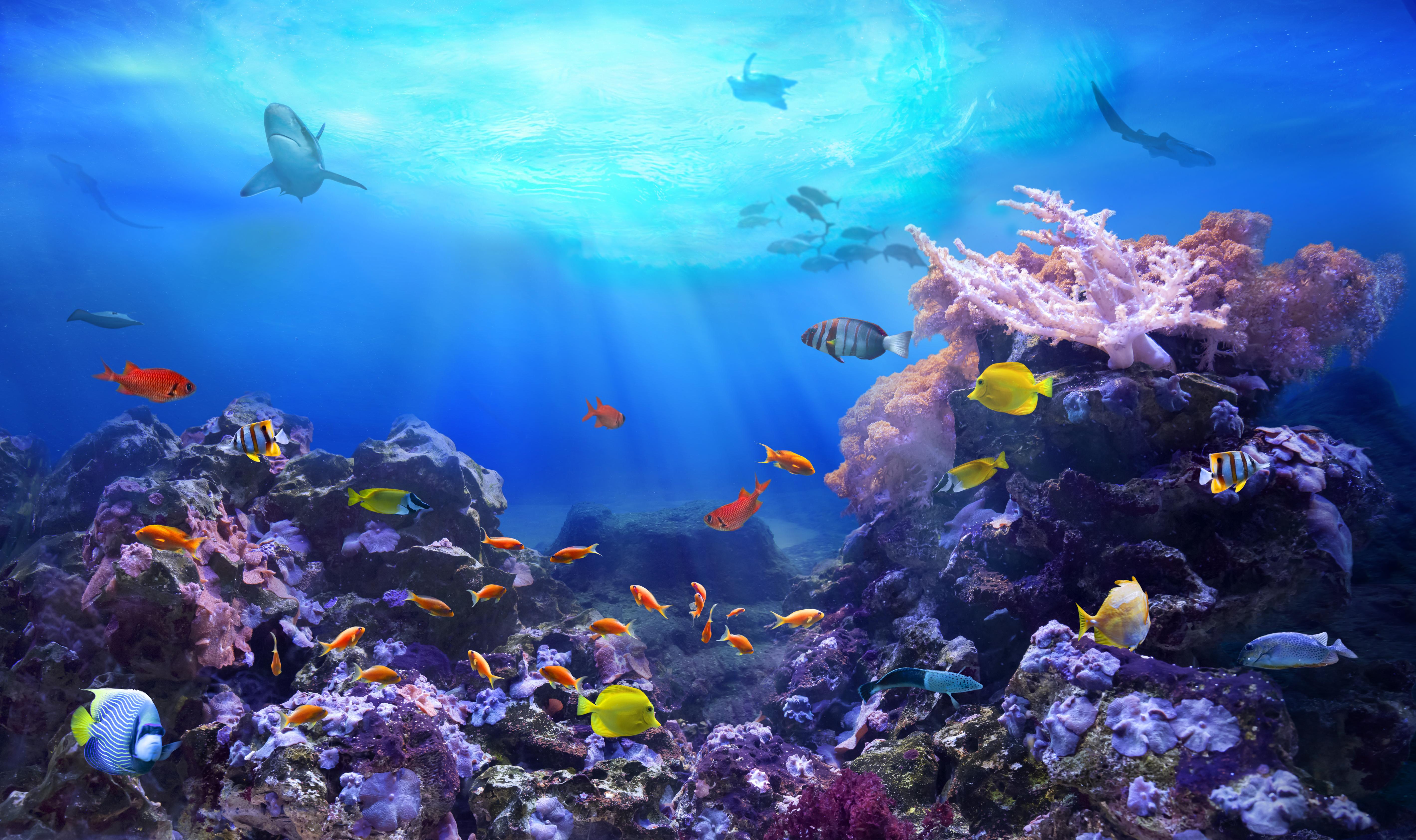 Educational Travel Experiences for Families on Vacation - Scuba Diving Near a Coral Reef