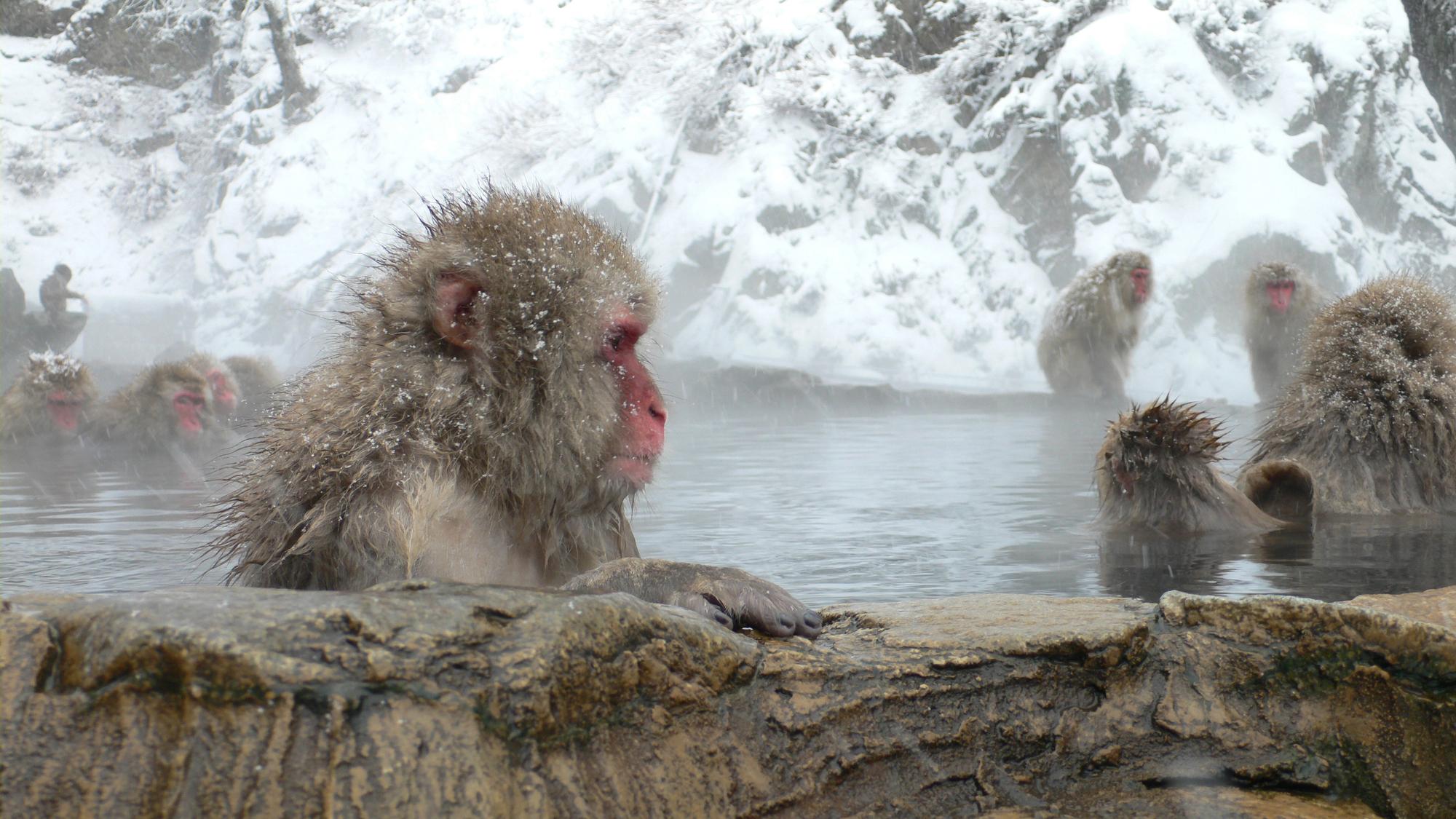 Snow Monkeys in Hot Springs in Nagano Japan